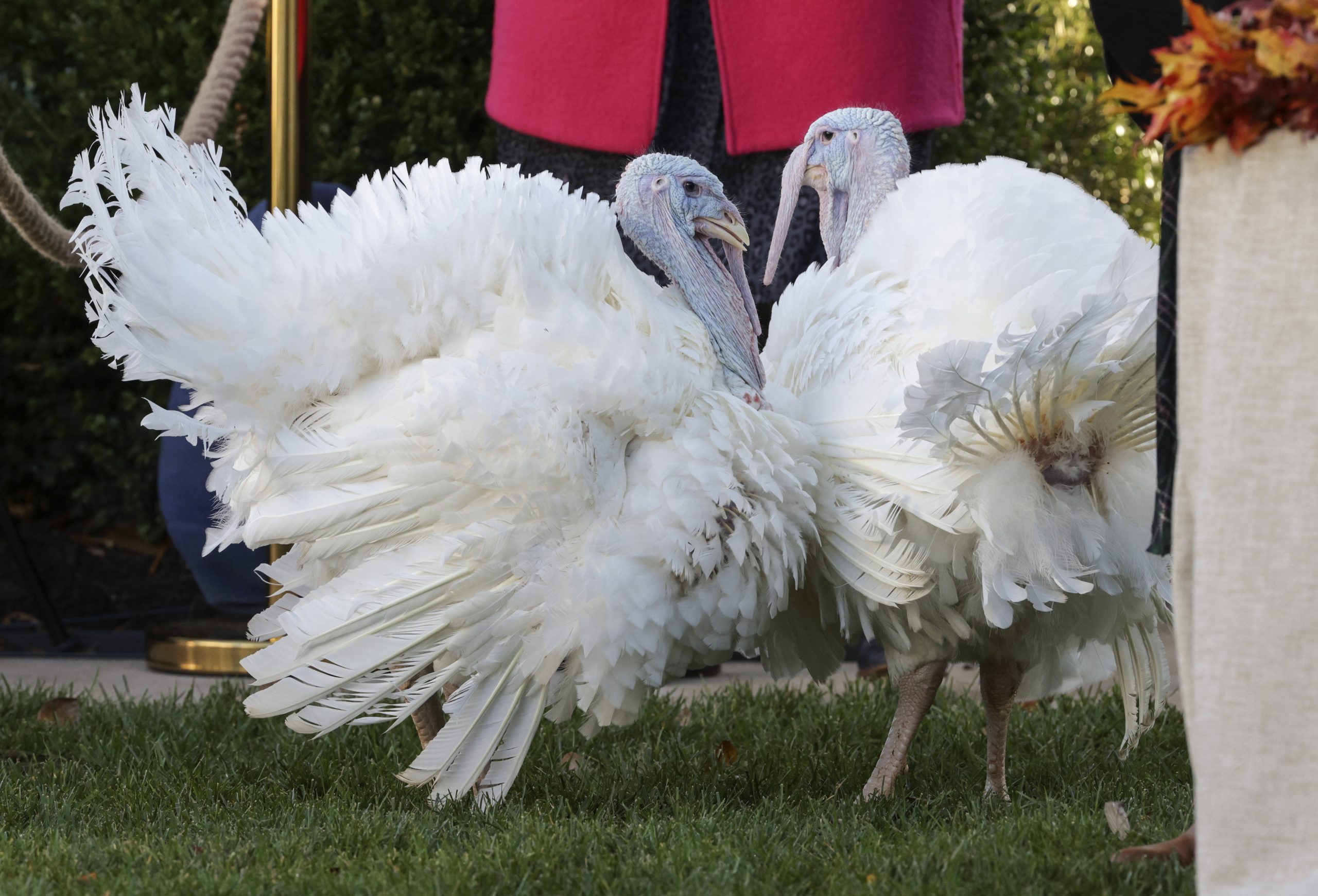 Pardon My Turkey: A Look Back at Past Thanksgiving Traditions at the White House
