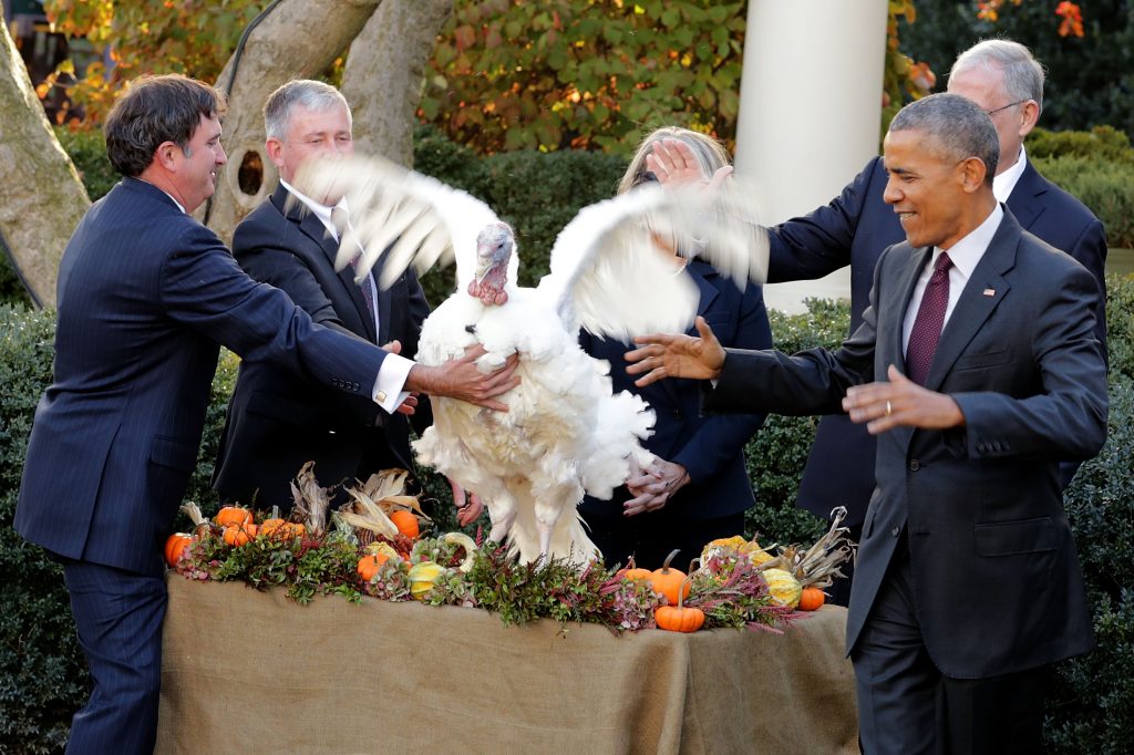 WASHINGTON, DC – NOVEMBER 23: The National Thanksgiving Turkey, ‘Tot,’ flaps its wings after being pardoned by U.S. President Barack Obama during a ceremony in the Rose Garden at the White House November 23, 2016 in Washington, DC. The President celebrated the 69th anniversary of the National Thanksgiving Turkey presentation. Hatched and raised in Iowa, the 2016 National Thanksgiving Turkey and its alternate will retire to ‘Gobblers Rest’ at Virginia Tech. (Chip Somodevilla/Getty Images)