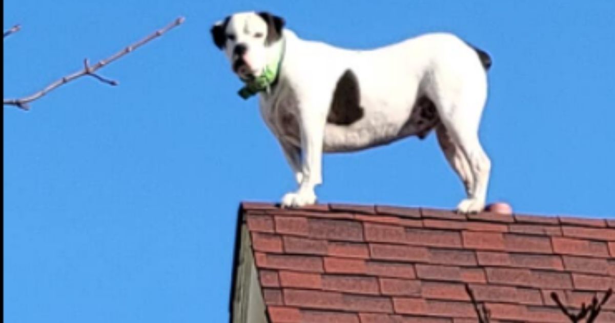 Dog 'Stranded' on Three-Story Apartment Complex Roof, But Firefighters Realize He Doesn't Need Help