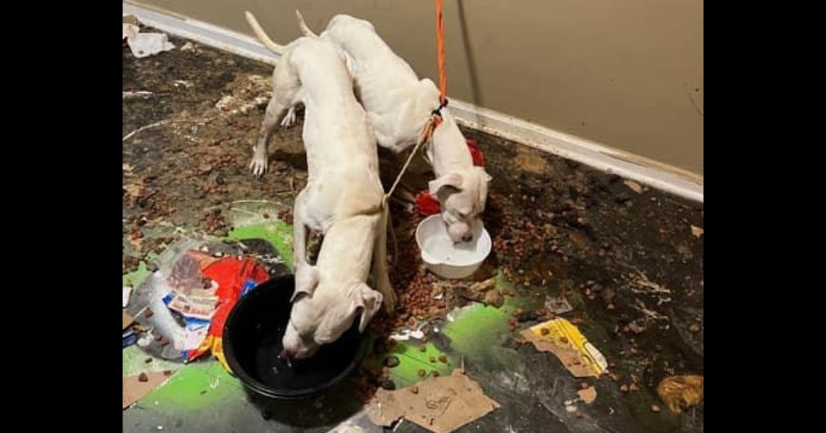 After Neighbor Complaint, Police Find Emaciated Dogs Tied up and Left in Empty Apartment for Weeks