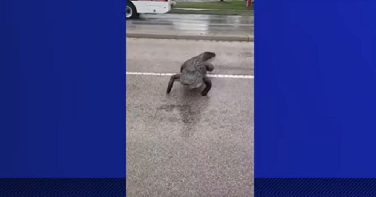 Driver Terrified After Massive Gator Easily Moves His Truck