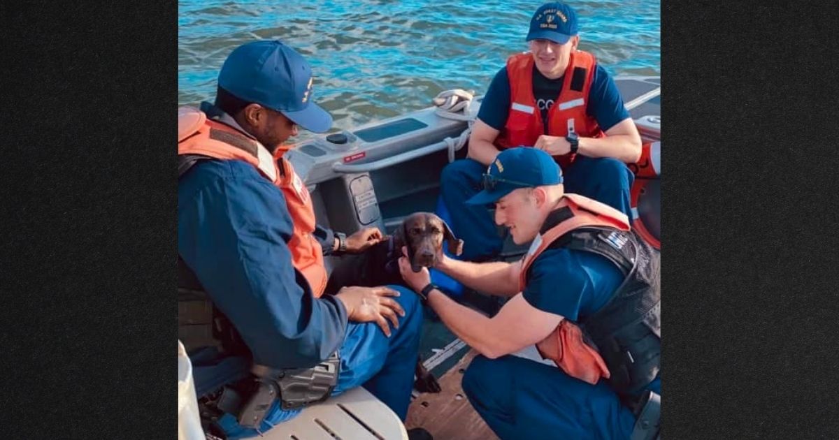 Coast Guard Rescues Exhausted Dog Found Swimming in Pamlico Sound: 'An Amazing Doggie Swimmer'