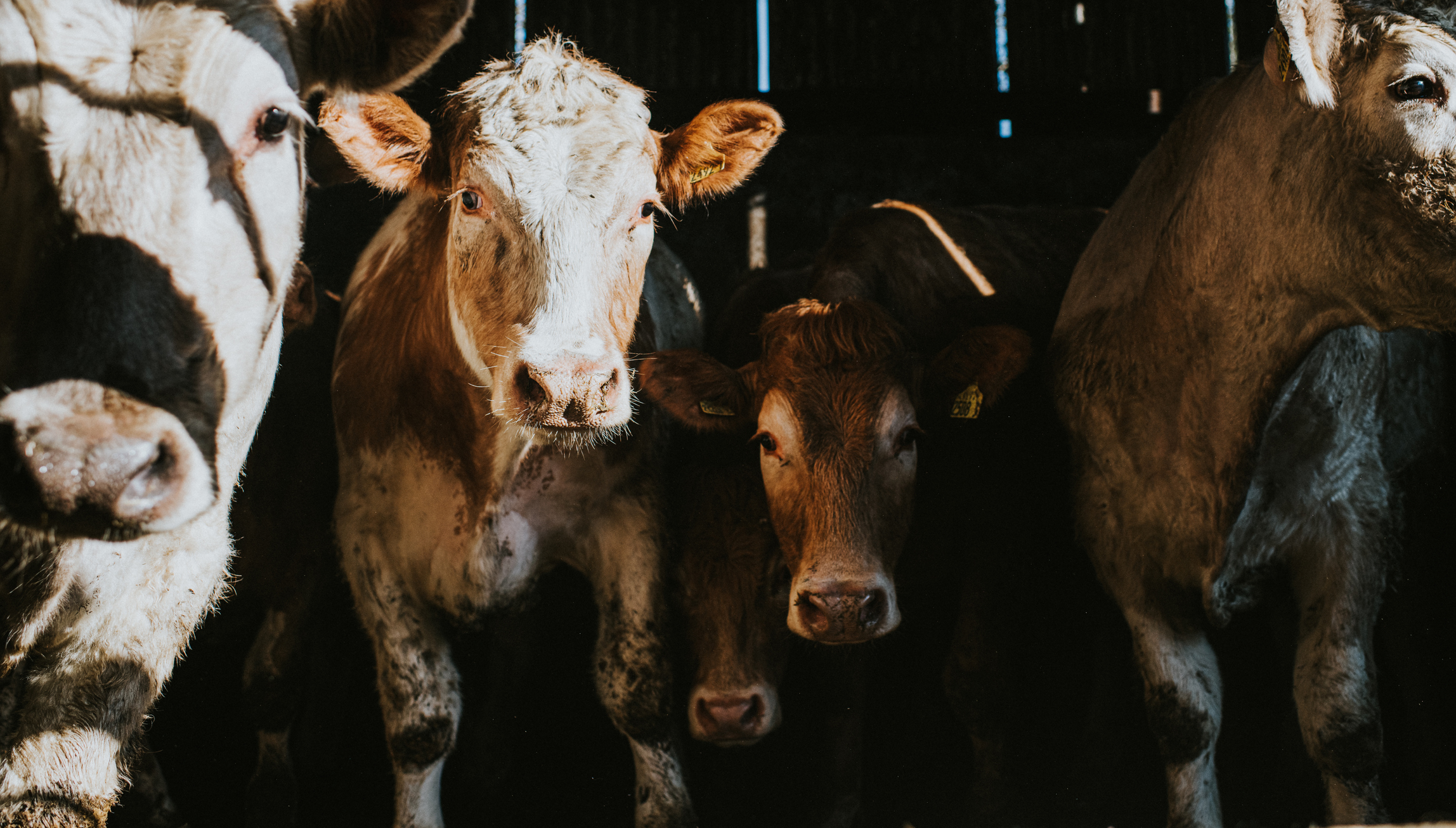 Court Issues Unprecedented Ruling, Shut Down 4G Tower After Ranchers Find Cows in Horrifying State