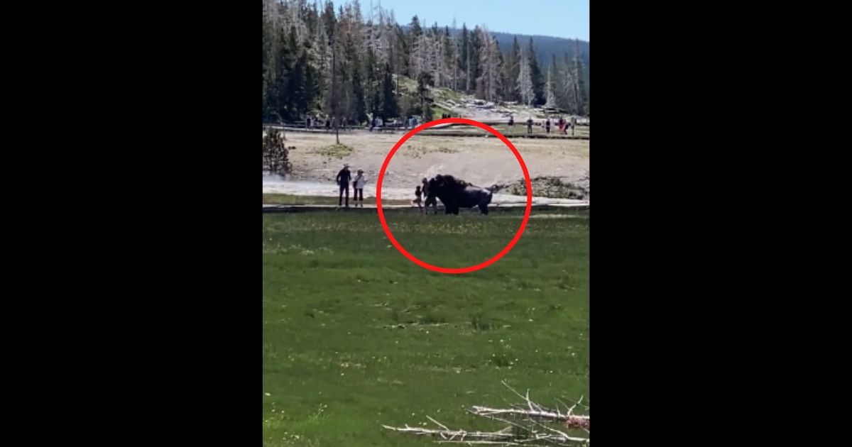 Onlookers Horrified: Man Gored at Yellowstone While Saving Child from Charging Bison