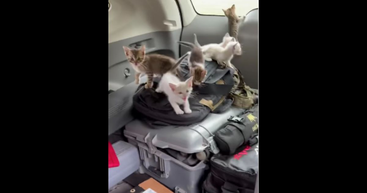 Man Headed to Shooting Range Stops to Rescue a Kitten in the Road, Gets Ambushed by 12 More