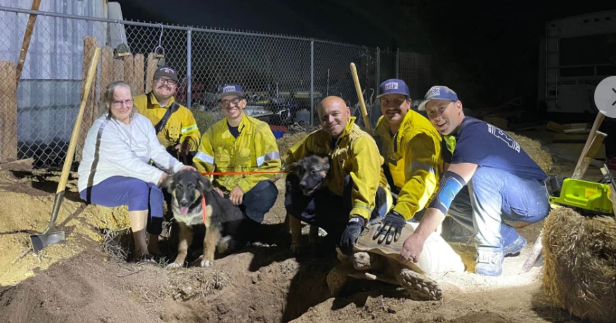 Firefighters Called to Rescue Puppies After Giant Tortoise Holds Them Hostage
