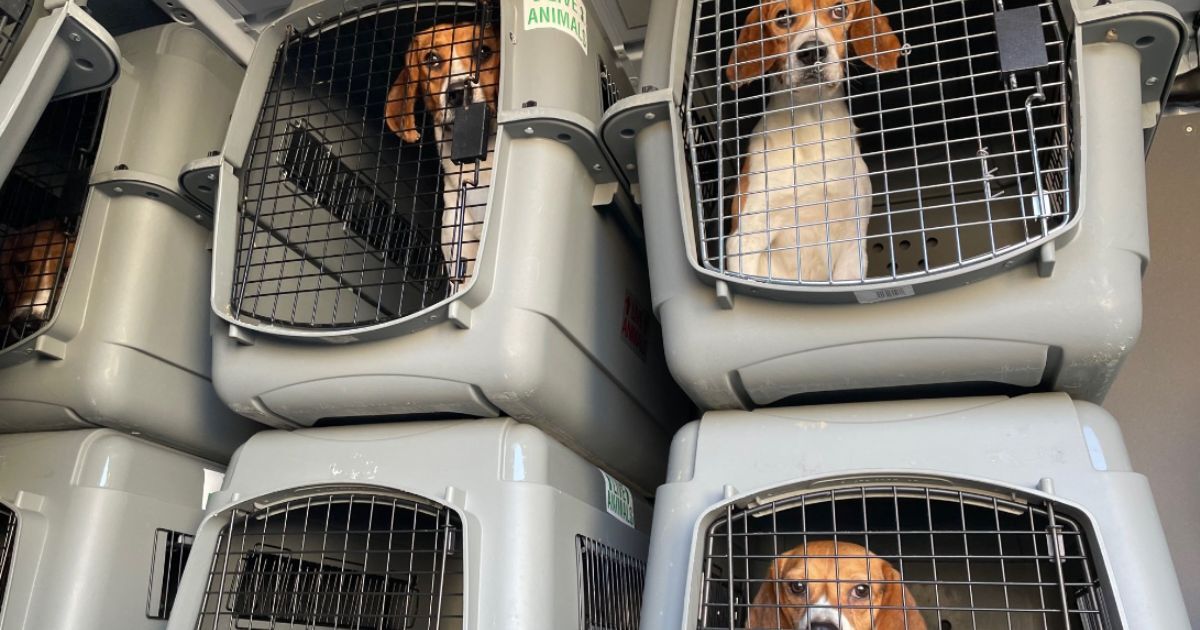 4,000 Beagles in Desperate Need of Homes After Medical Breeding Facility Shuts Down Over 70 Violations