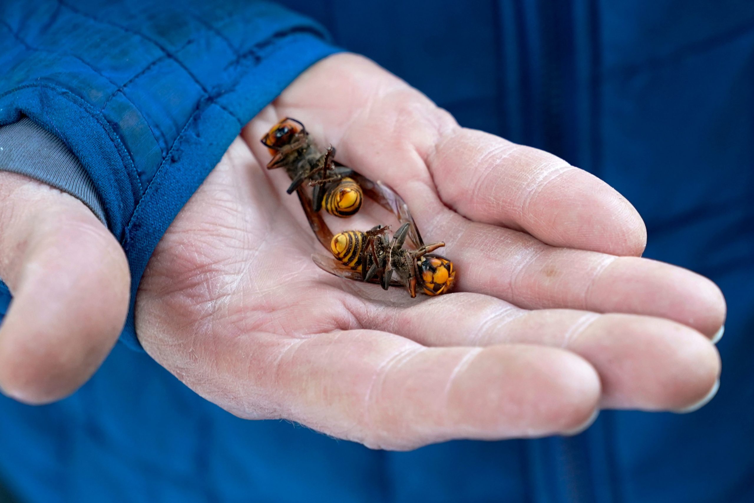 American Scientist Gets Name of ‘Asian Giant Hornet’ Changed to Avoid Anti-Asian Sentiment