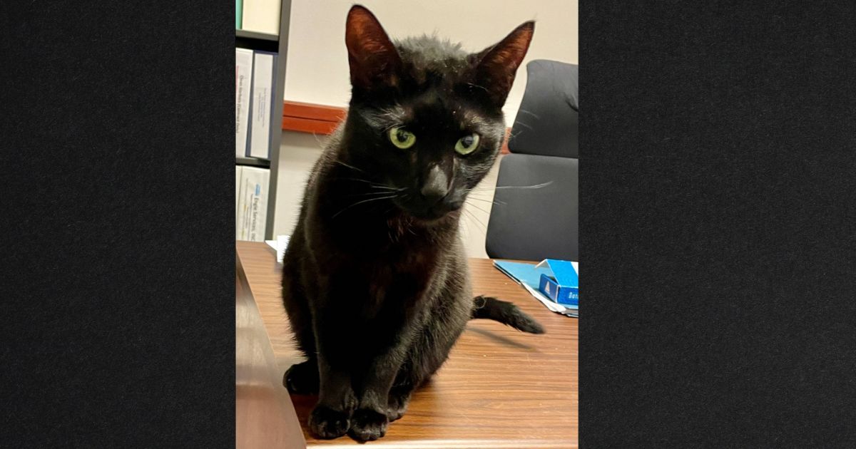 Cat Named 'Rowdy' Escapes after Flight, Finally 'Lets' Herself be Caught after 3 Weeks in the Airport