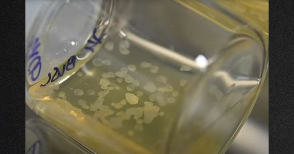 With Creation of First Synthetic Embryo, Scientists Are at the Point of No Return
