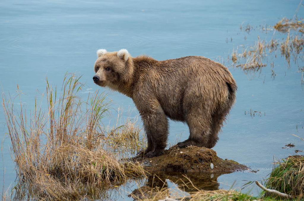 Happy Fat Bear Week! Alaska National Park Holds Yearly Contest to Vote for the Fattest Bears