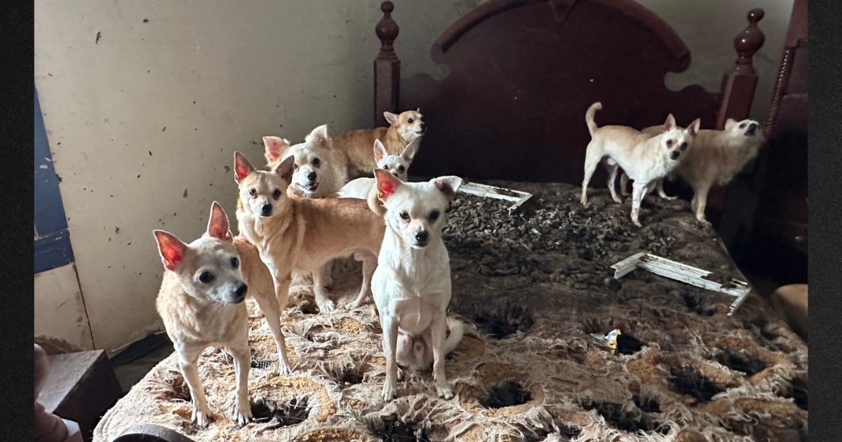 ‘Operation Holiday Heartbreak’: Police and Rescuers Find over 70 Dogs Abandoned in Rotting Home