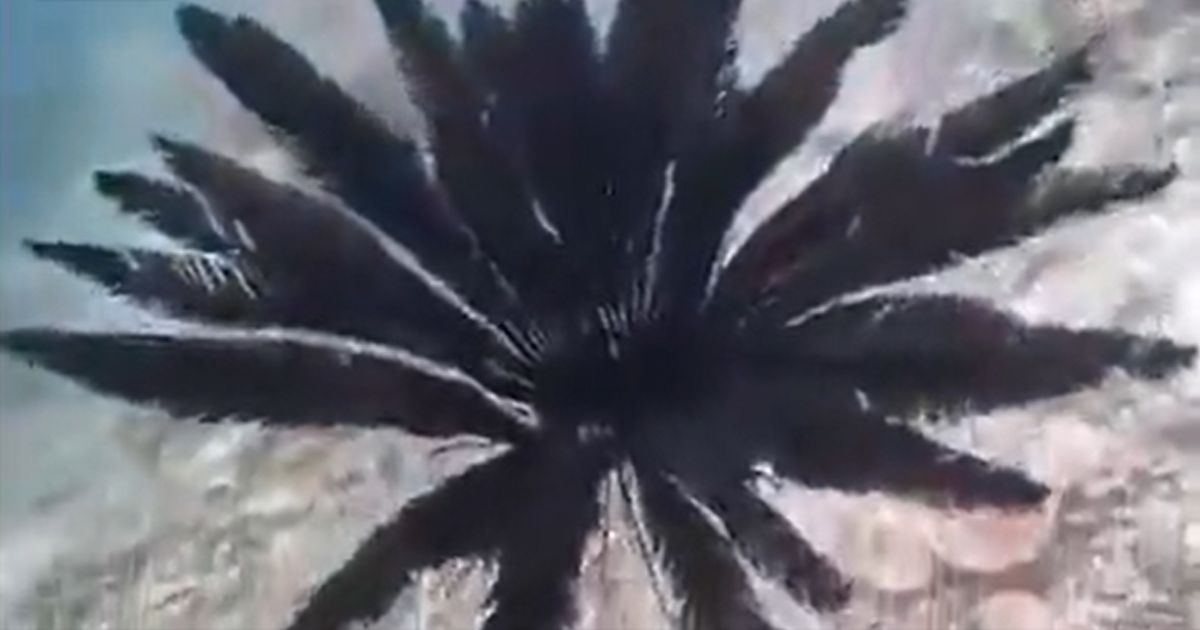 Watch: Bizarre Sea Creature with Bird-Like Feathers Found Swimming in Pacific Ocean