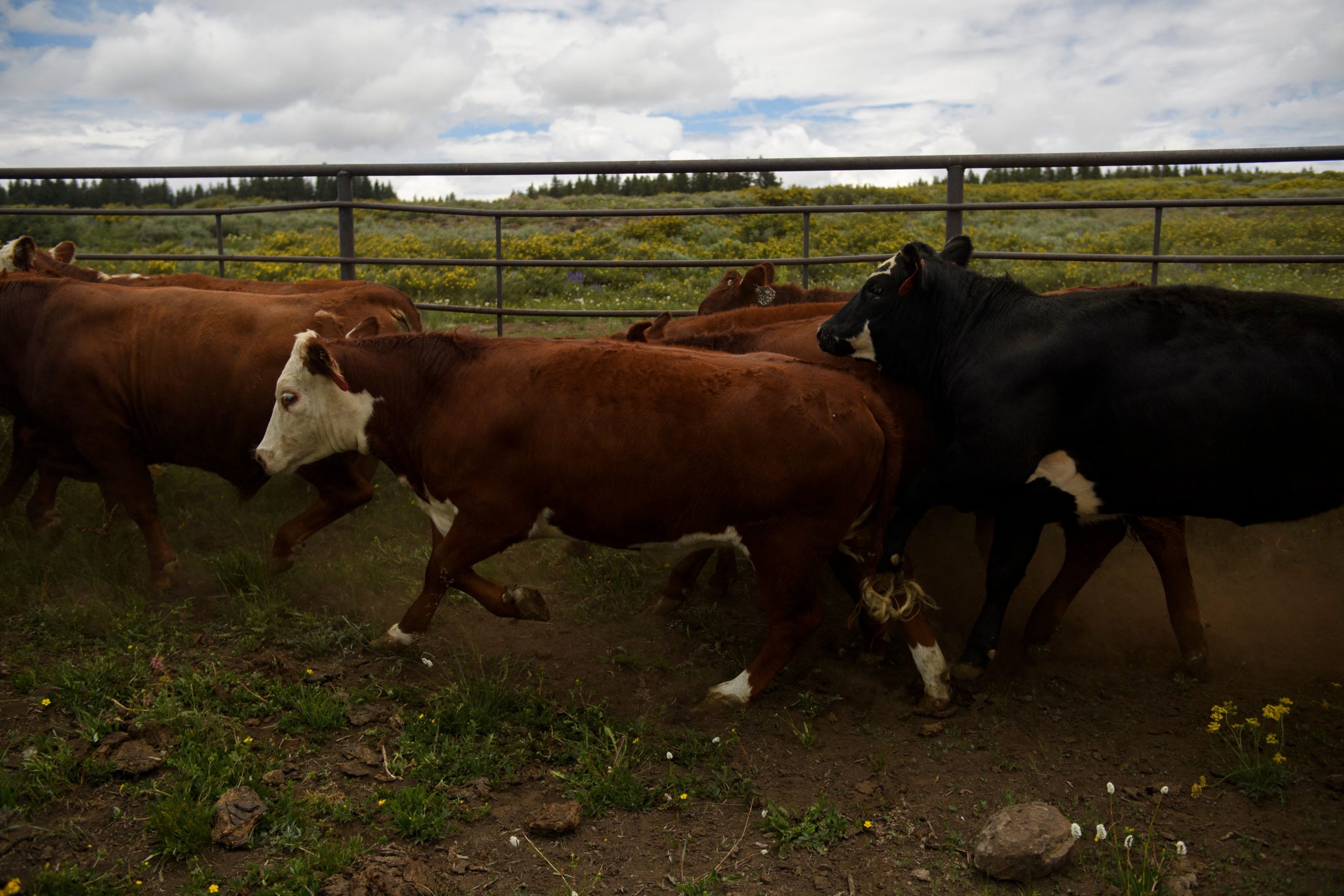 Texas Cattle Found Dead, But What Happened to Their Tongues Is Even More Disturbing