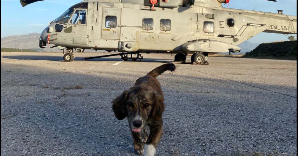 Royal Navy Air Squadron Asks Public for Help Bringing Home a Puppy That They Saved During a Storm