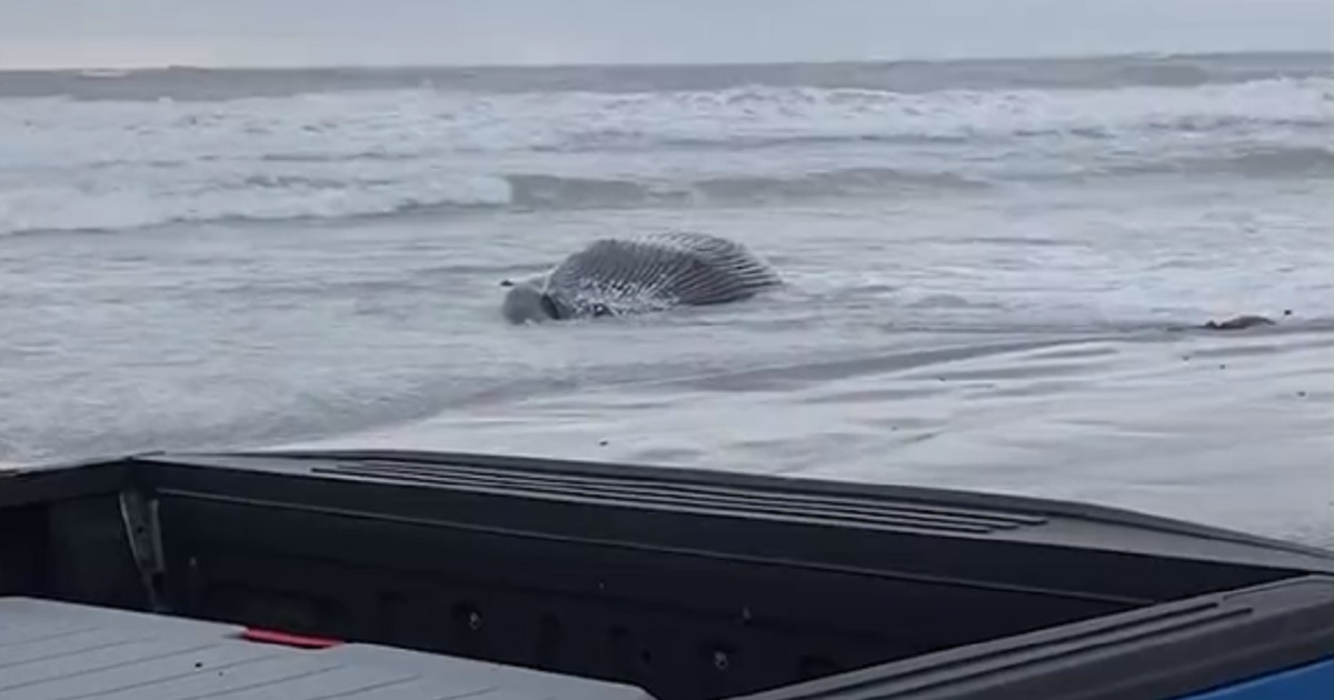 7th Dead Whale Washes Up Near Planned Green Energy Hotspot – Are Offshore Wind Projects Killing Them?