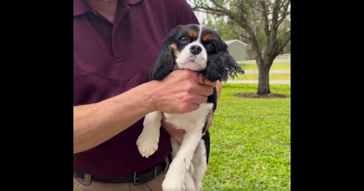 Sheriff ‘Disgusted’: Vengeful Nanny Allegedly Steals Family Dog and Sets It Loose After Being Fired