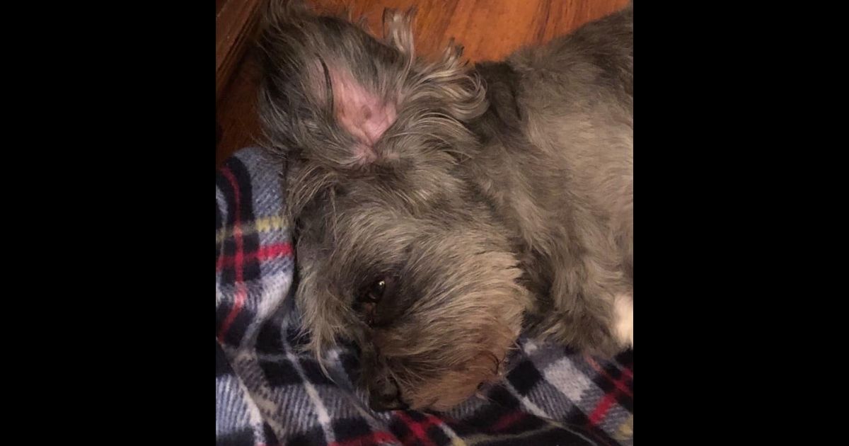 Dog Can’t Stand and Is Euthanized After Routine Visit to Groomer: Owner Takes Legal Action