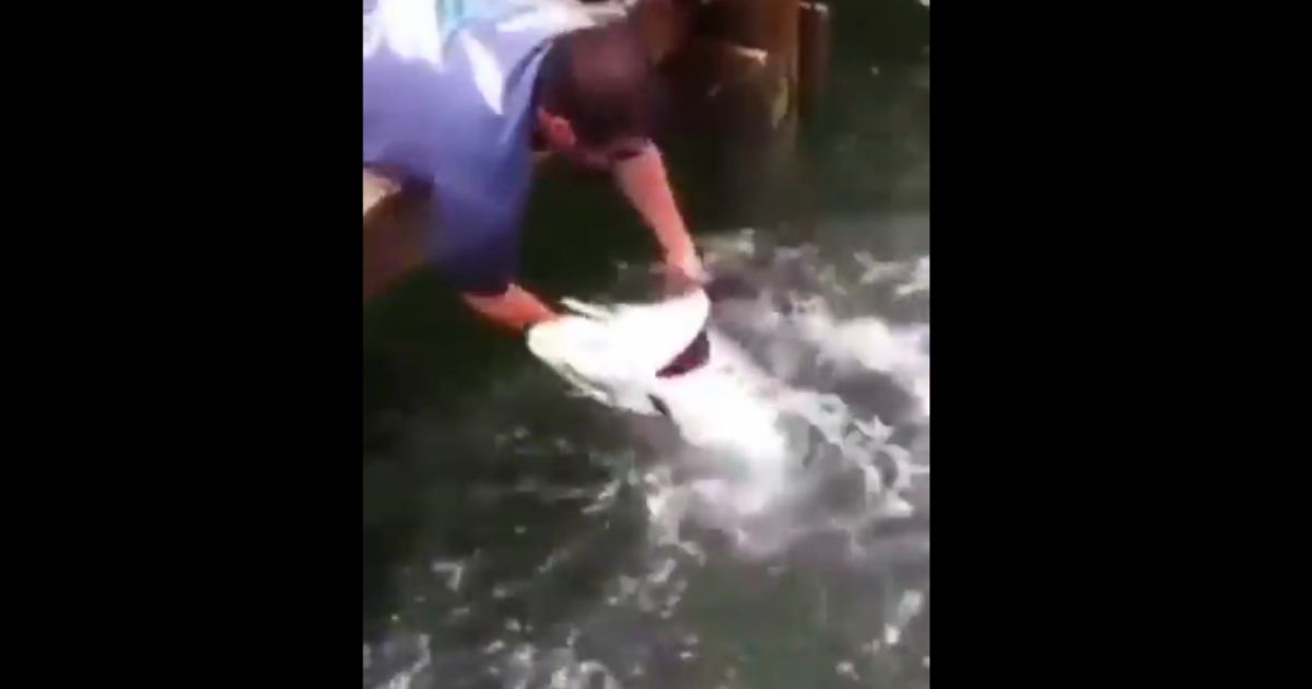 Watch: Man’s Entire Arm Swallowed by Monster Fish – Look at the Strength This Creature Has