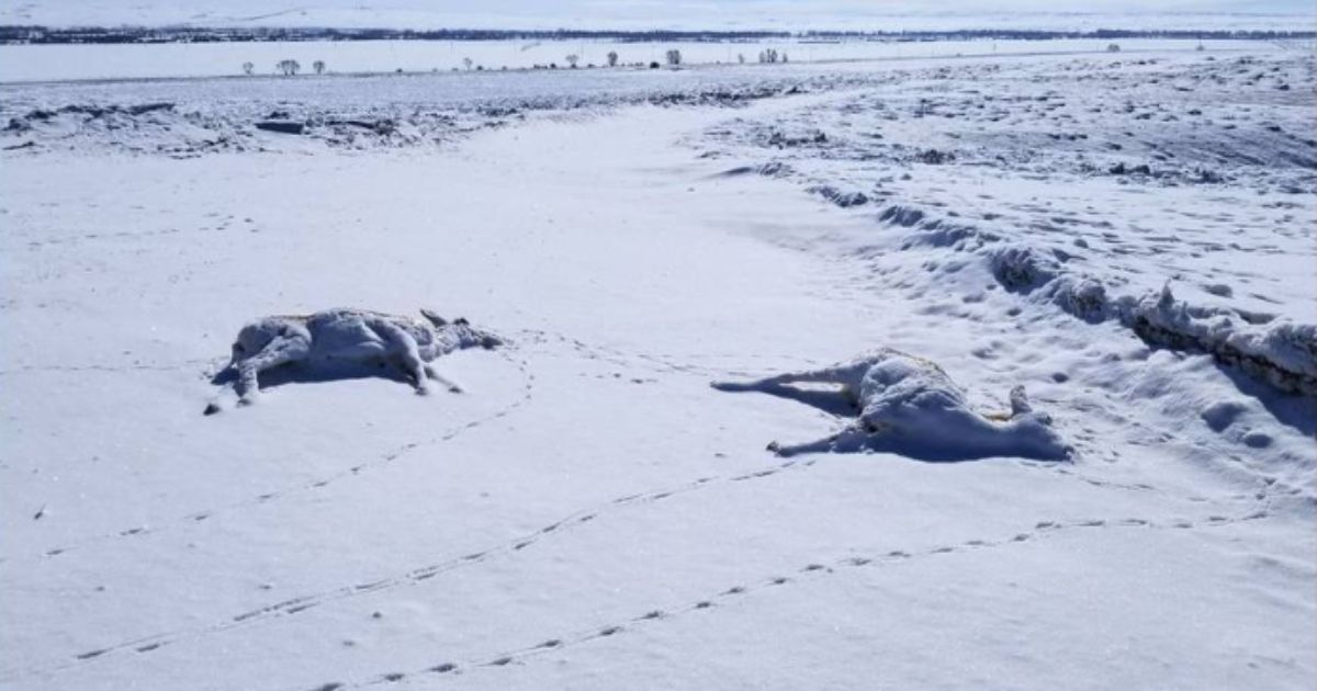 Something Has Been Killing Hundreds of Wyoming Pronghorn – Wildlife Officials Announce a Culprit May Have Been Found