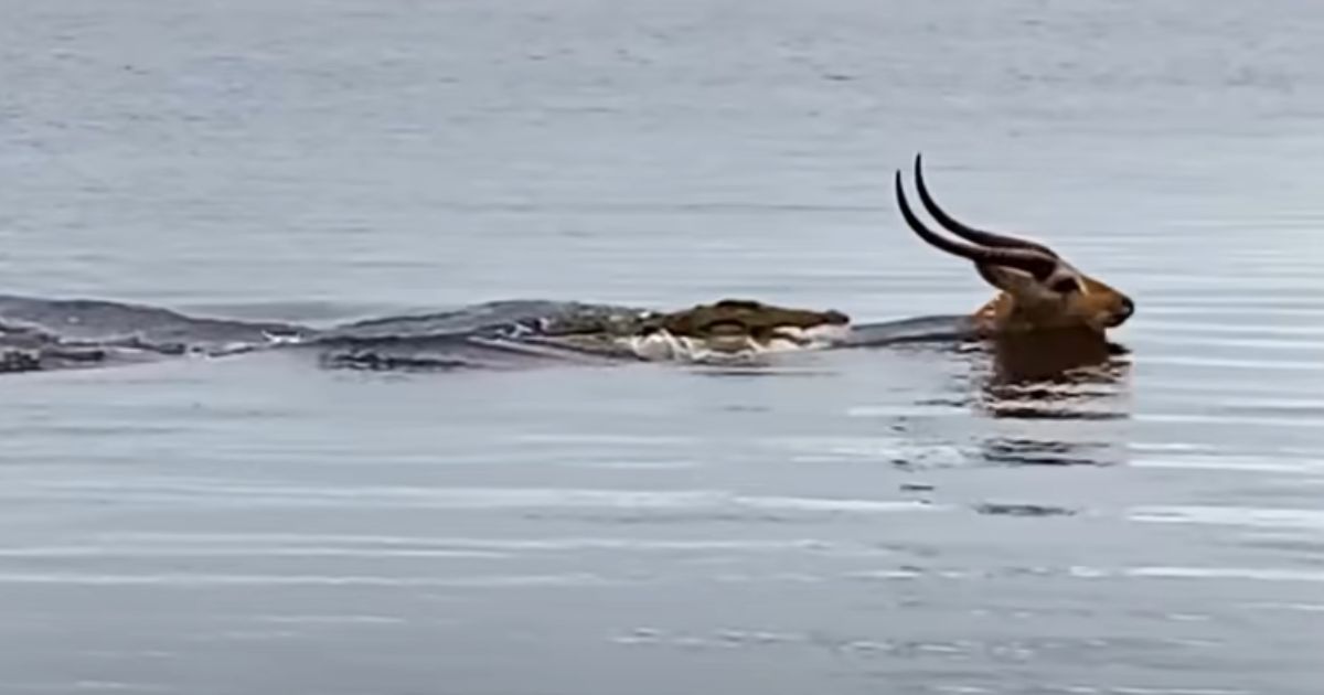 Watch: All Hope Looks Lost for Antelope in Croc-Infested Water, but When One Strikes, the Odds Are Instantly Reversed