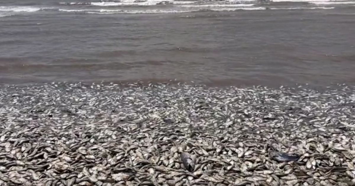 Thousands of Dead Fish Wash Up on Shore of Texas Coast