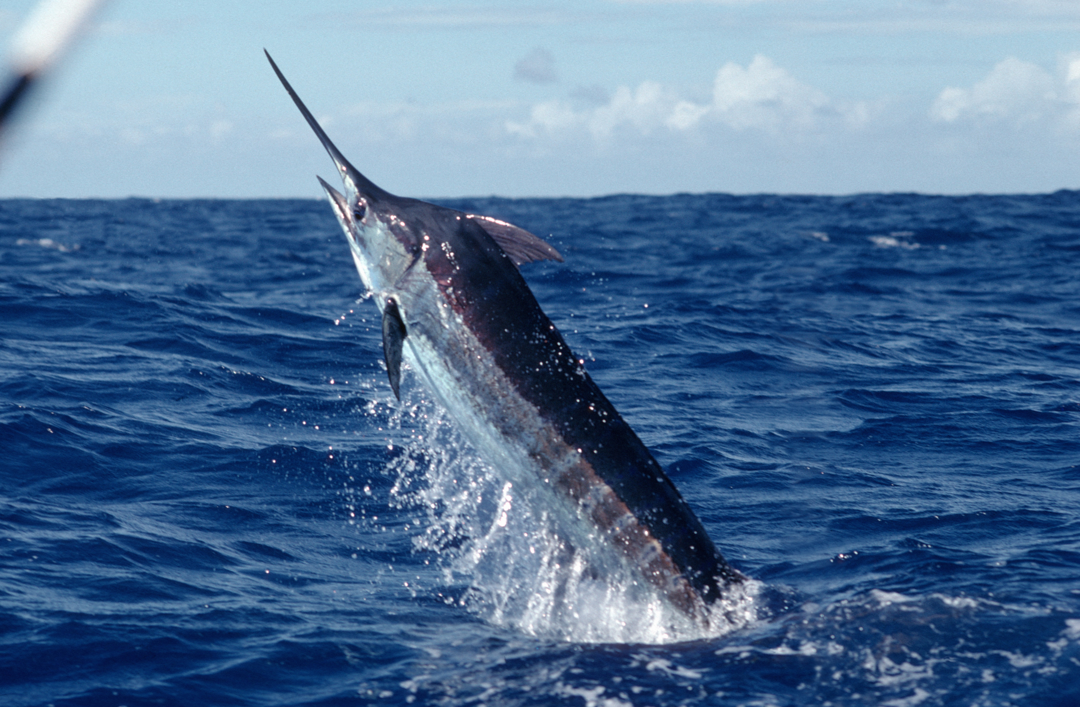 Fishing Crew Goes from $3.5 Million Winners to Disqualified After 619-Pound Marlin Is Deemed Ineligible