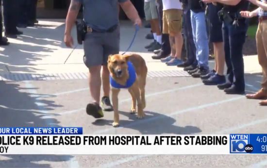 Police Dog Survives Being Stabbed a Dozen Times