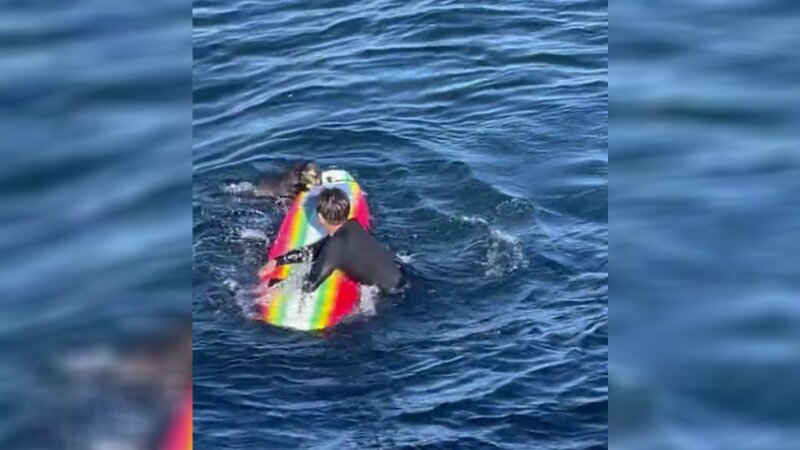 Video: Sea Otter Steals Surfboards