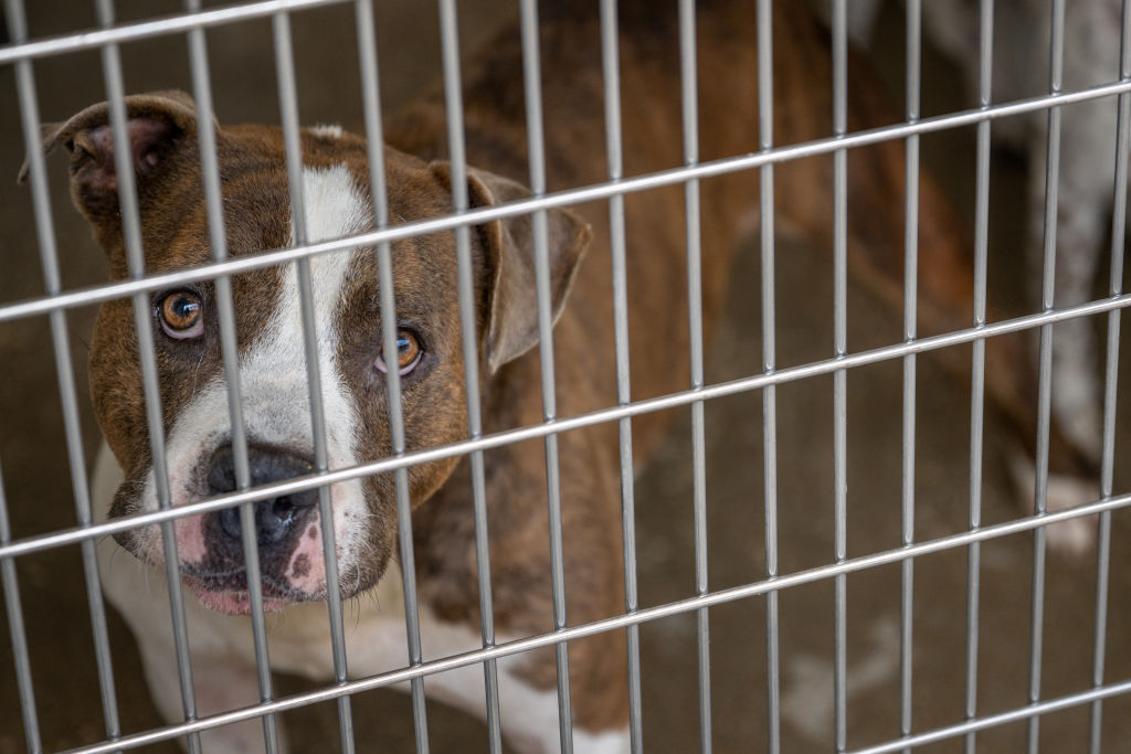 More Than 100 Animals Airlifted Out Of Maui Shelters In Order to Make Room
