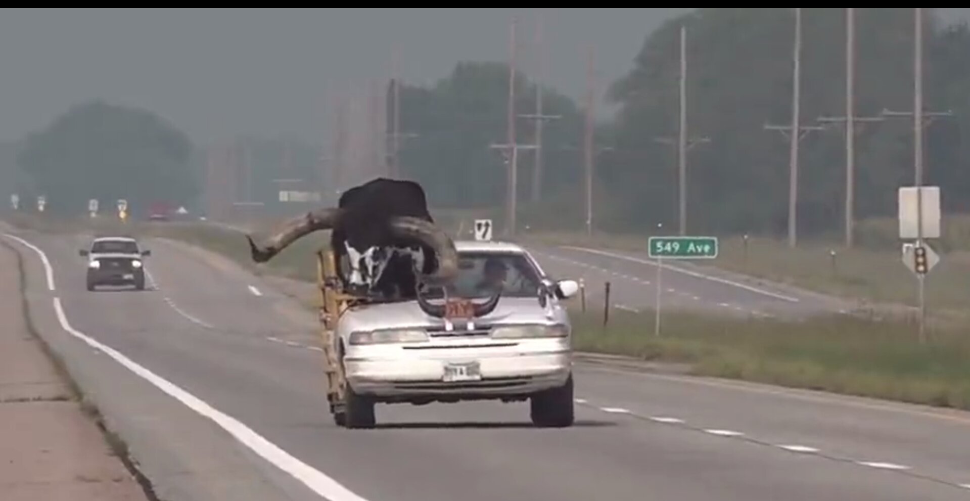 Man Pulled Over for Letting Bull Ride Shotgun