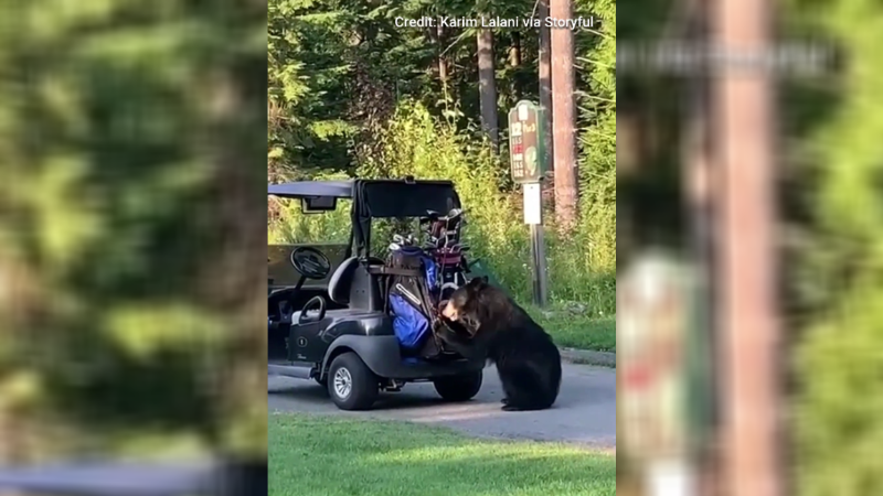 Video: Black Bear Breaks Into Golfer’s Bag and Steals It