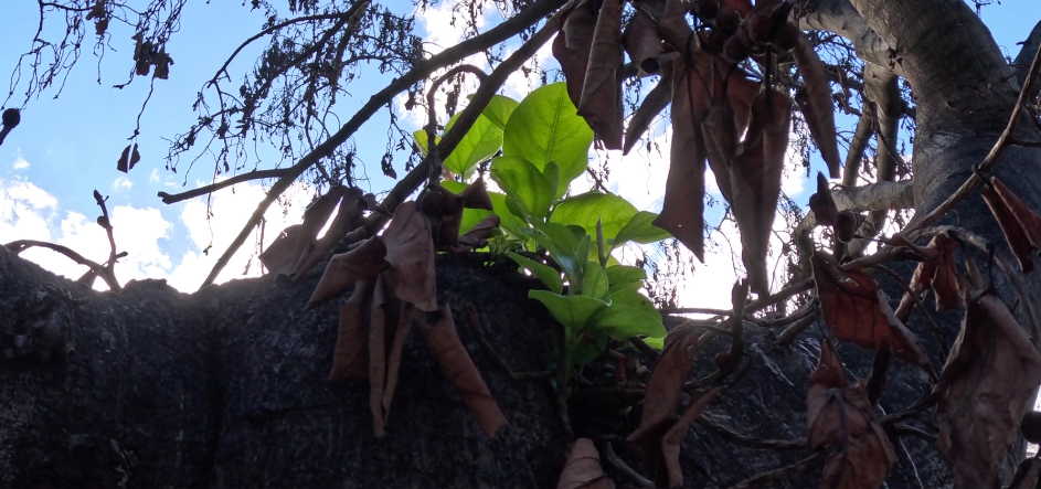 New Beginning: 150-Year-Old Banyan Tree Burned From Maui Wildfires Shows Signs of Growth