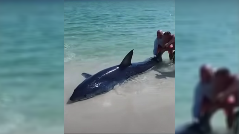Florida Beachgoers Rescue Stranded Shark