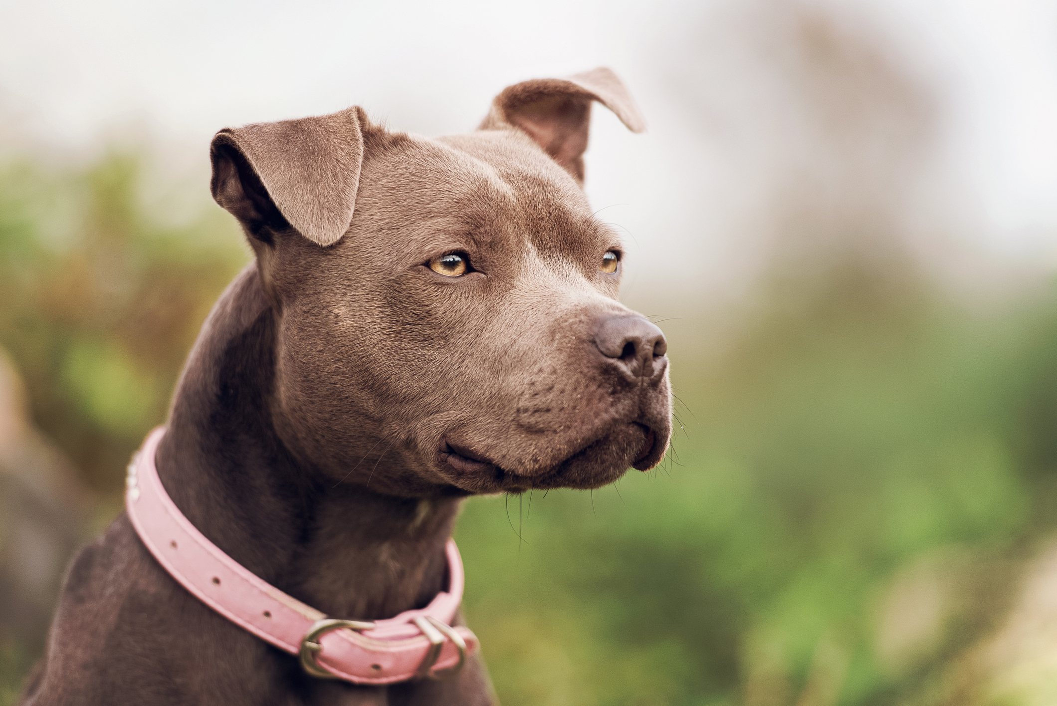Dog Rescued From Perilous Edge of Bridge