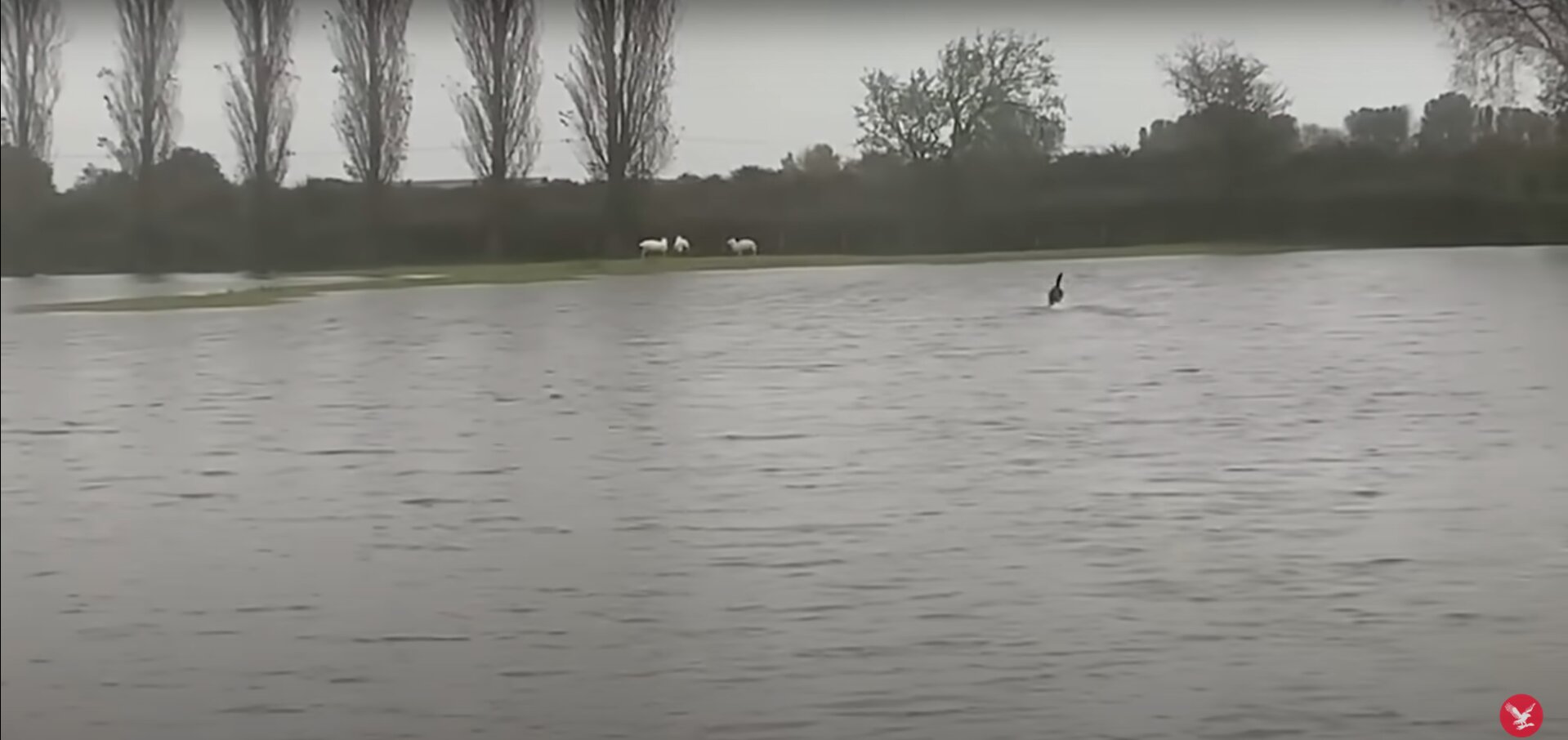 Sheep Stranded in Flood Saved by Heroic Dog