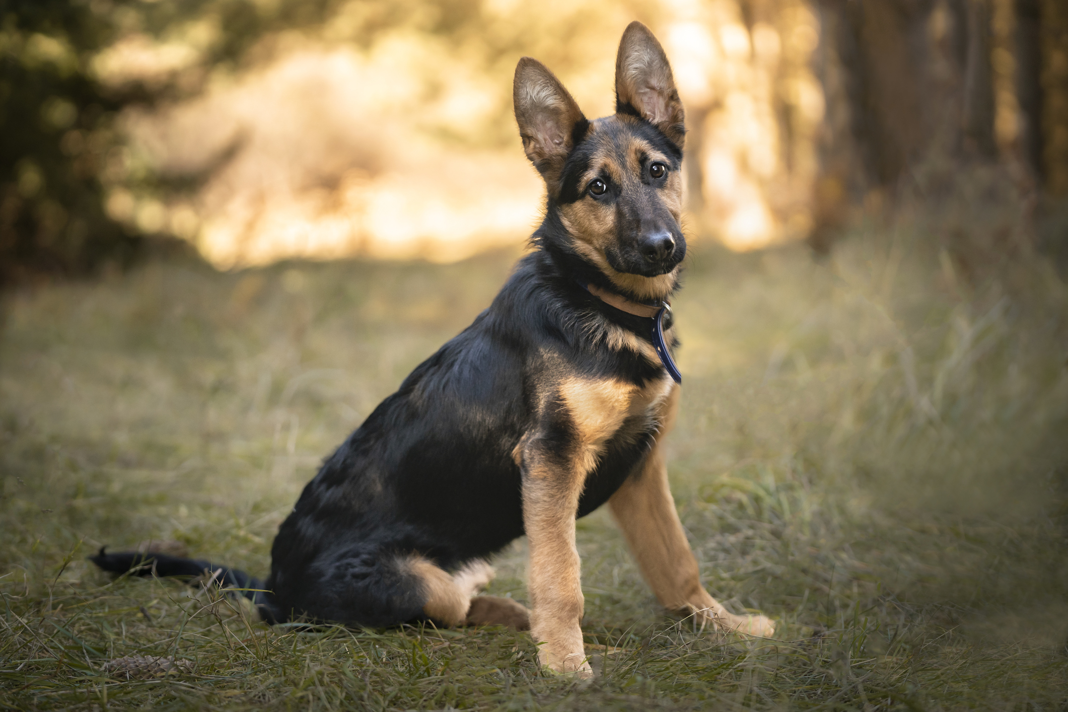 Couple Reschedules Wedding to Adopt a Puppy