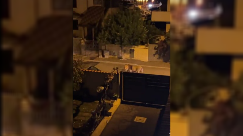 Escaped Lion Roamed the Streets Near Rome Over the Weekend, Now Recaptured