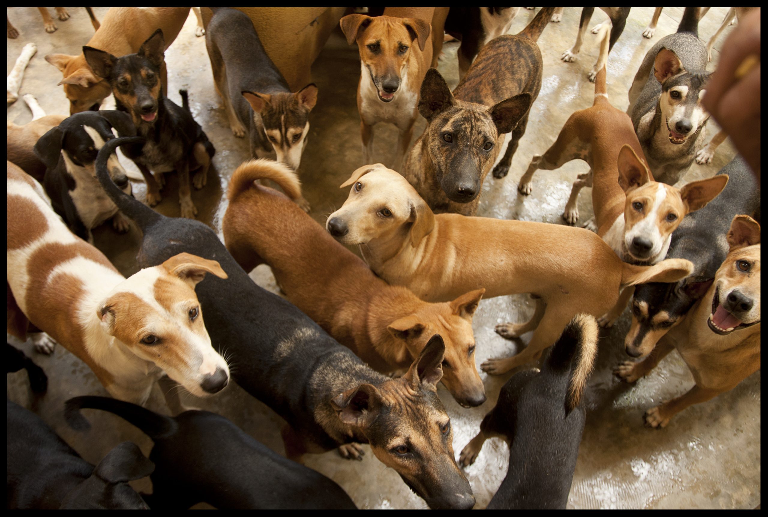 ‘Groundbreaking’ Drug Could Remove One of the Biggest Flaws of Big Dogs