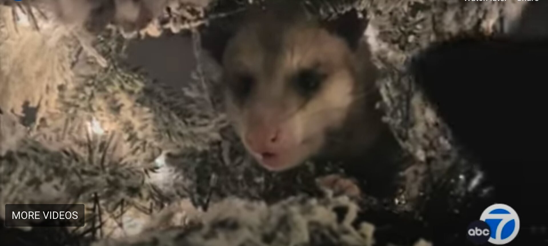 Woman Finds Opossum in Christmas Tree