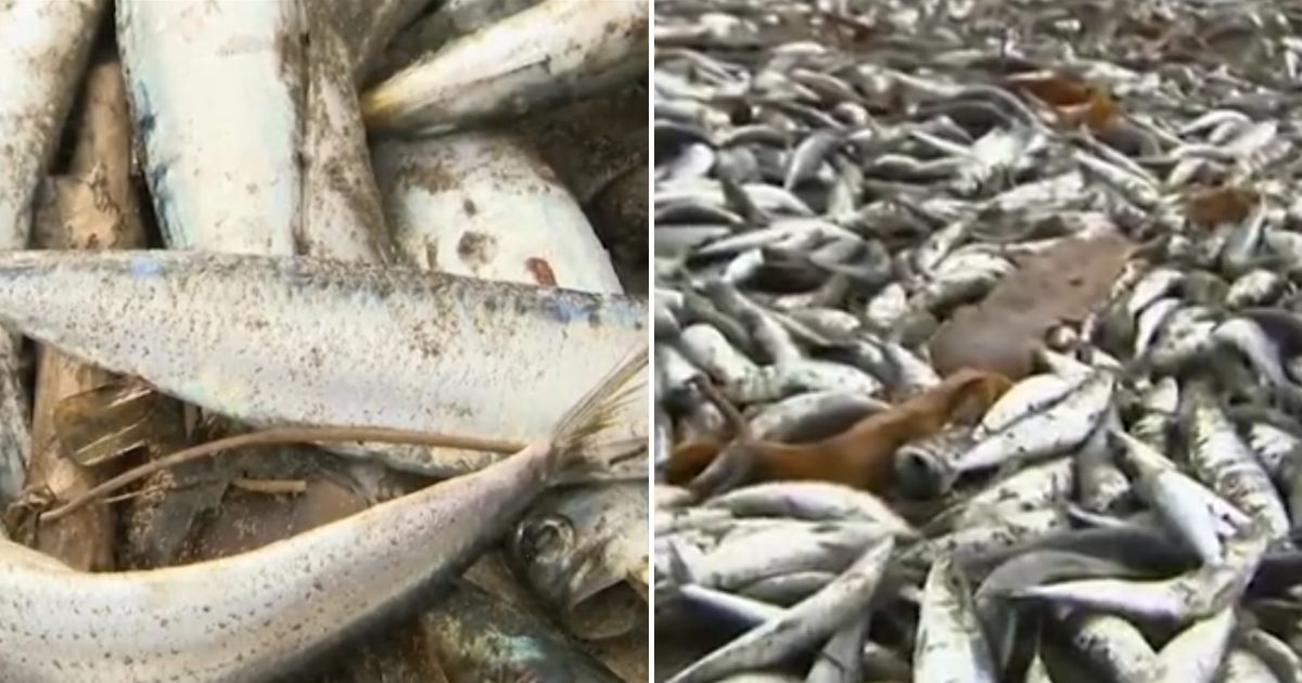 Watch: Tons of Dead Fish Mysteriously Blanket Japanese Beach, Puzzling Scientists Searching for Reason