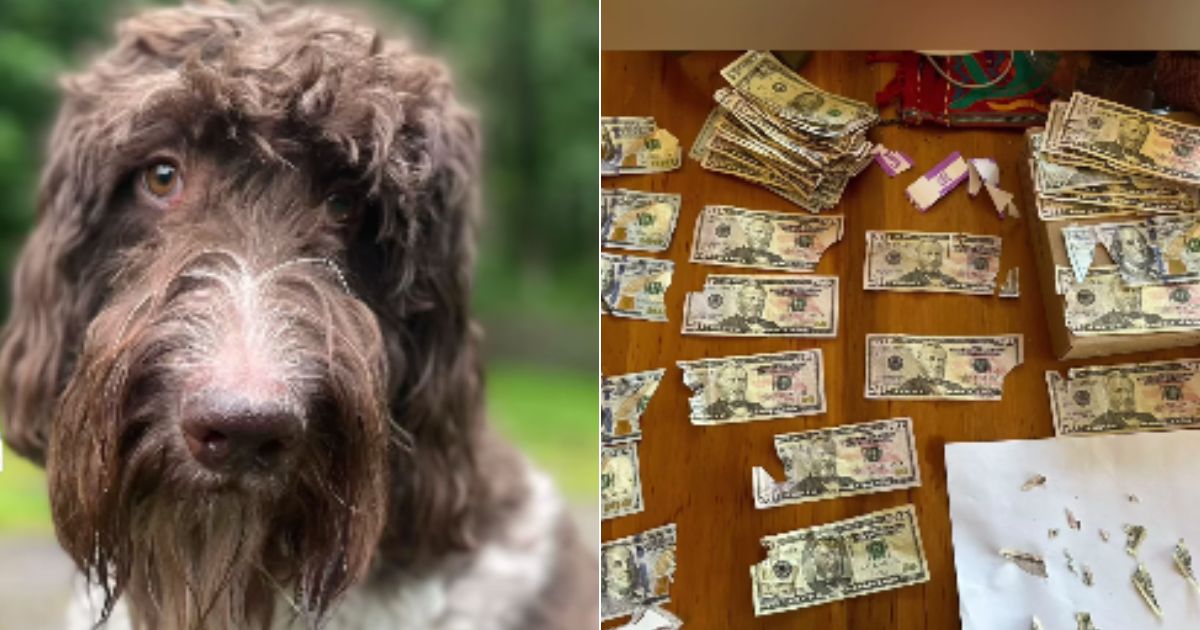 Watch: Story of Couple’s Dog Eating $4K in Cash – And Their Efforts to Make Bank Deposit – Goes Viral