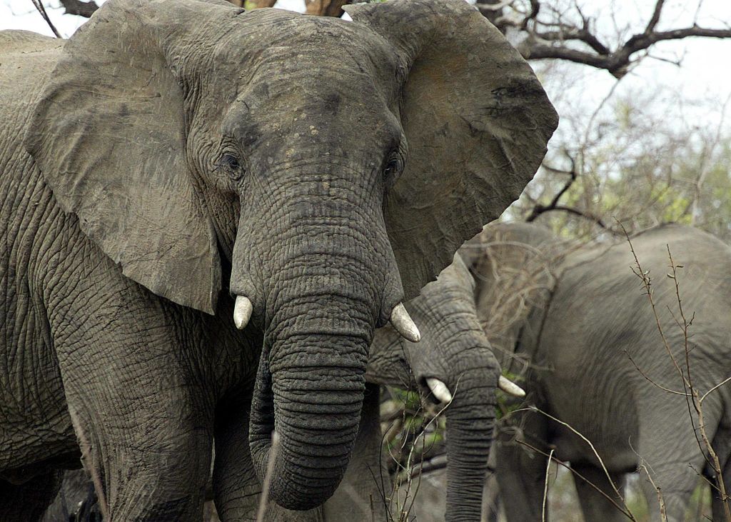 American Tourist Dies in Elephant Attack in Zambia