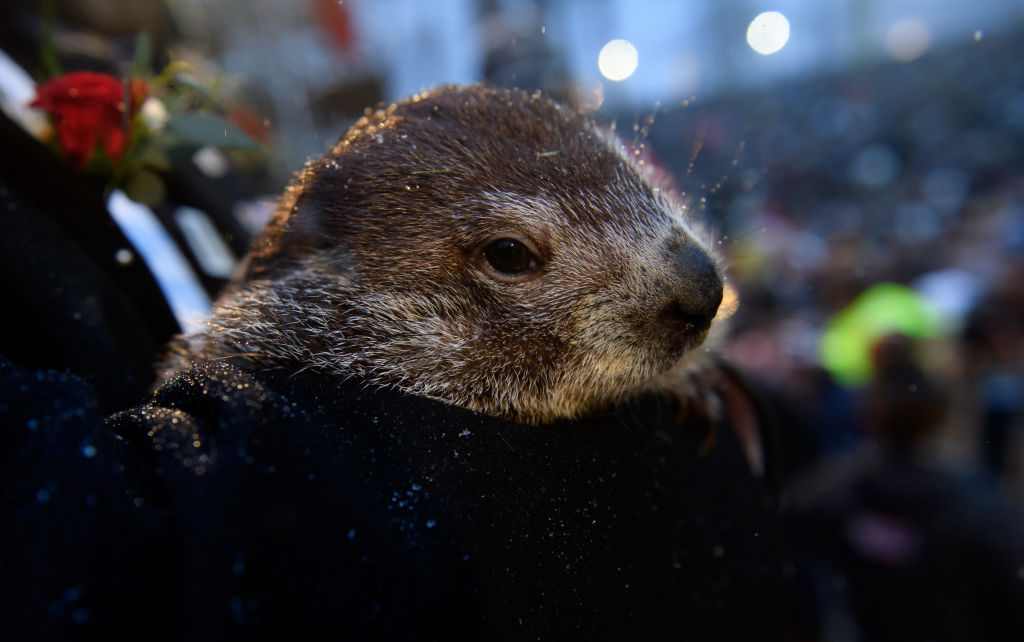 Punxsutawney Phil’s Twins Get Weather-Related Names — Sunny, Shadow