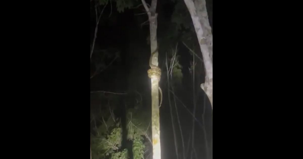 Video of How Snakes Climb Trees Goes Viral – This Will Make Any Fear of Serpents Much, Much Worse