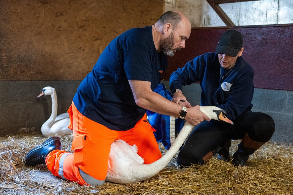 Railway Workers Receive Training To Safely Remove Swans From Tracks 
‌