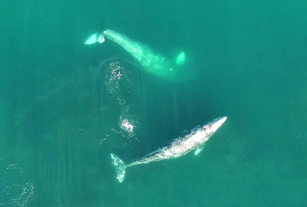 Drone Footage Helps Scientists Study Acrobatic Ballet Of Whales Feeding