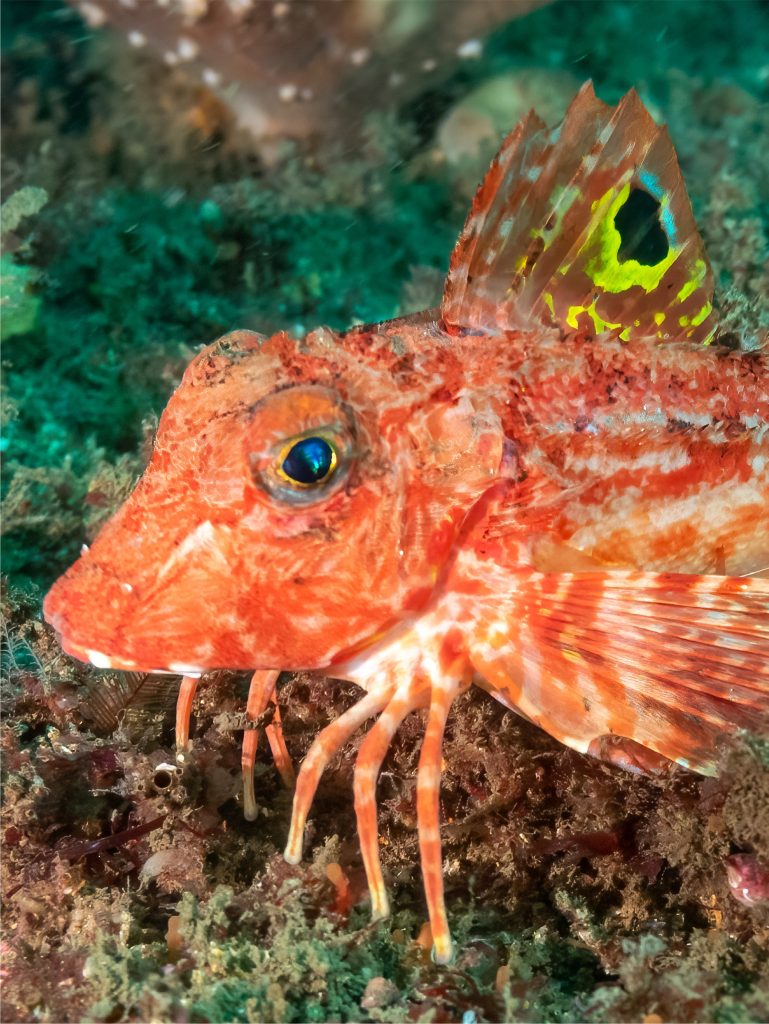 Fish With Legs Uses Them To ‘taste’ Seabed For Prey, New Research Reveals
