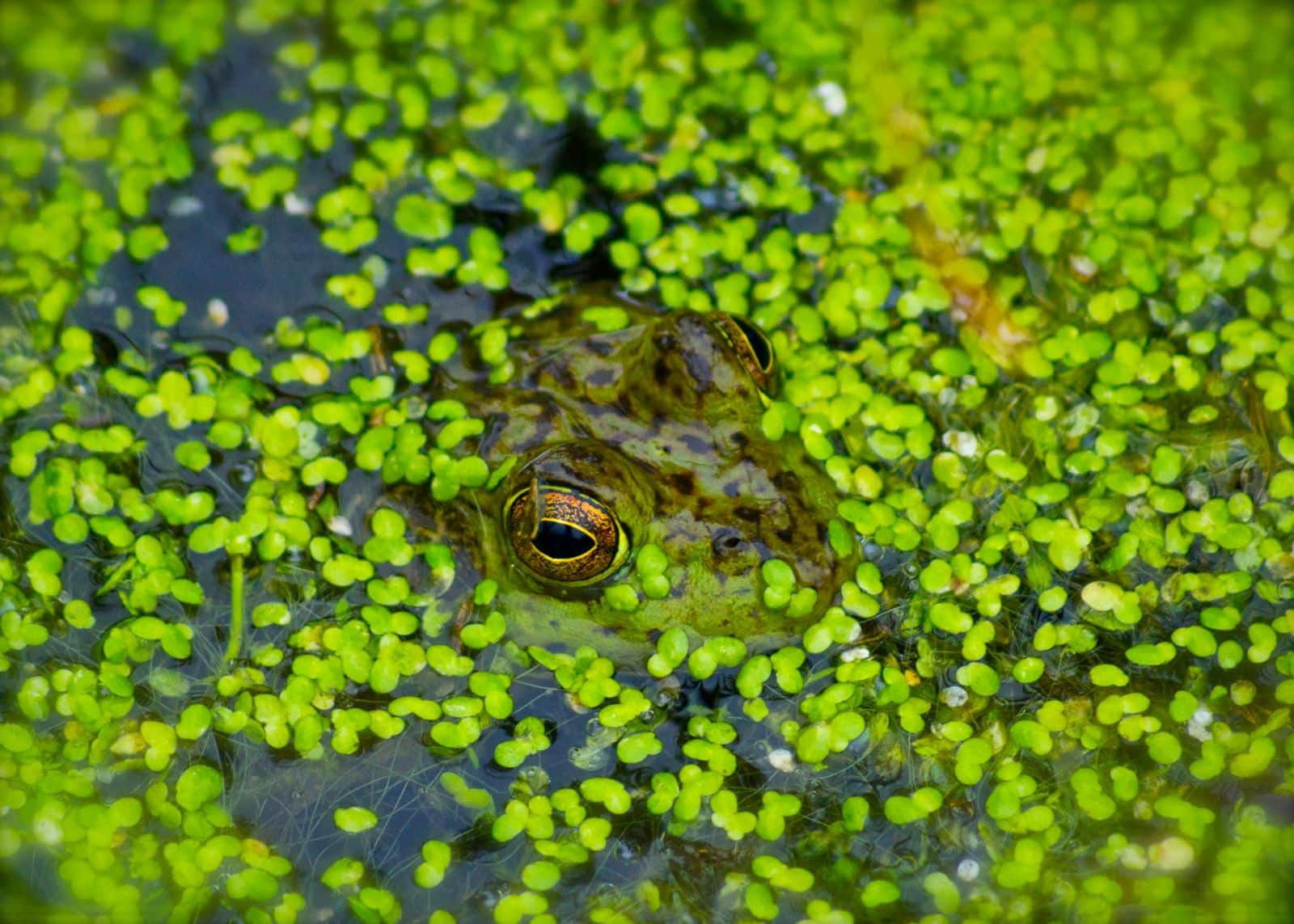 Mankai Duckweed Shows Promise In Lowering Blood Sugar Levels For Type 2 Diabetes