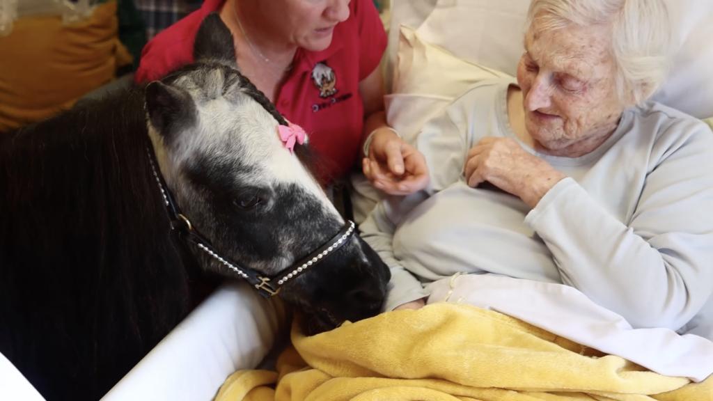 Therapeutic Mini Ponies Bring Joy To Hospitals And Care Homes‌
‌